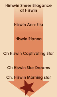 Hiswin Chows
