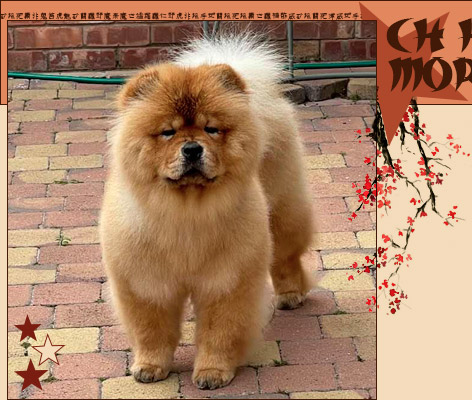 Hiswin Chows